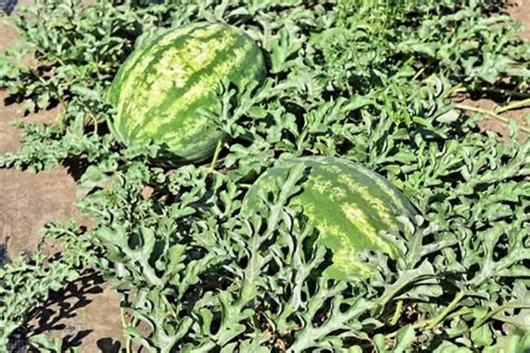 为什么夏天种植辣椒要补硼？硼有什么用？