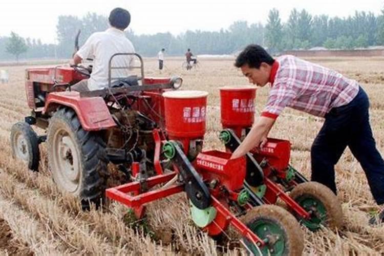 复合肥撒到玉米种子上会烧苗吗？