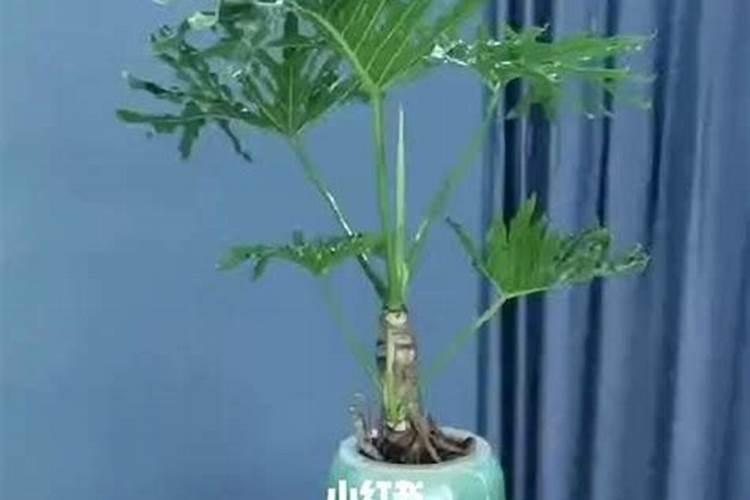 铜钱草可以用氮肥吗