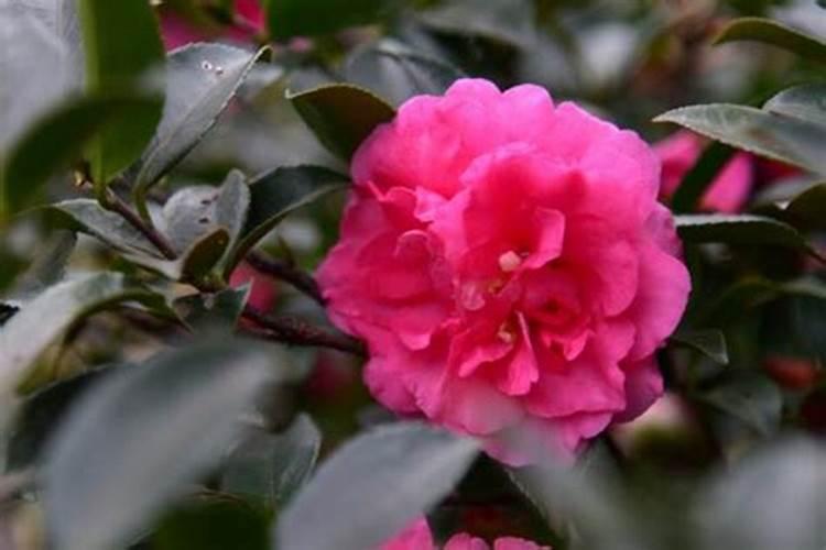 茶花施什么肥料最好 茶花施肥的正确方法