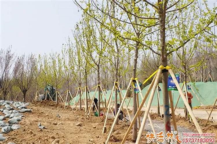 刚栽的小树苗可以施磷肥吗？