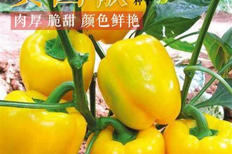 什么是门椒
