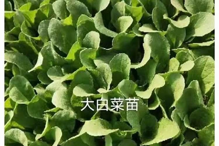 白菜不包心用啥方法 白菜不包心怎么办