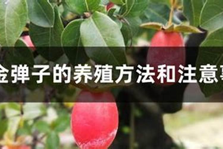 金弹子怎么养
