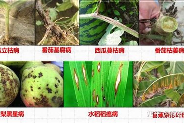 抢农资网:恶霉灵有什么作用,防治什么病害,怎么用效果好？
