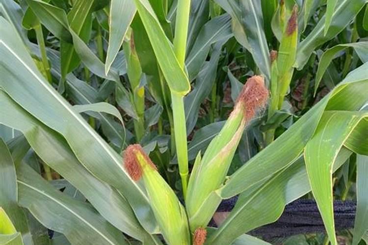 玉米出穗施什么肥