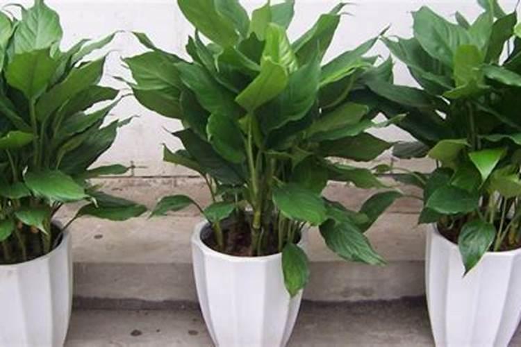 尿素可以用来给栀子花施肥吗