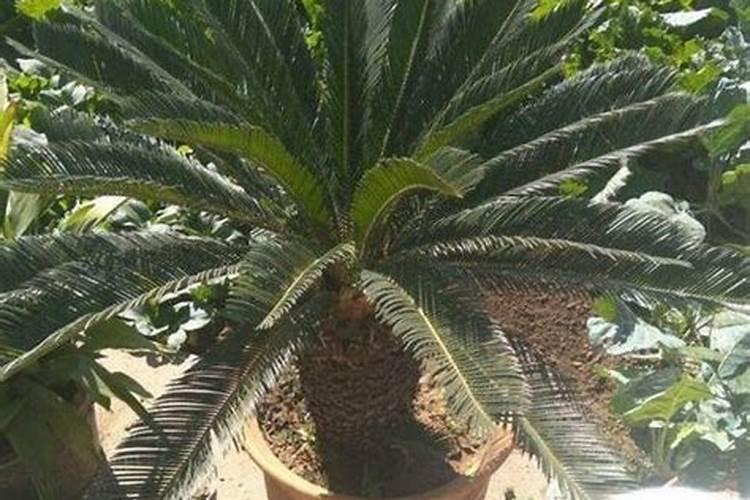 铁树施肥用什么肥料长得茂盛 正确的施肥方法