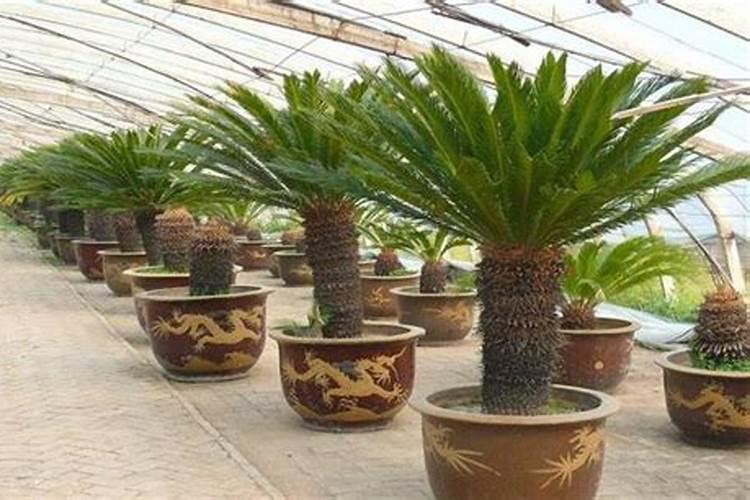 铁树施肥用什么肥料长得茂盛 正确的施肥方法