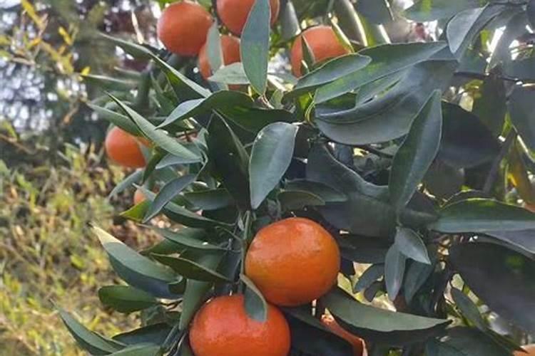 脐橙采果后喷什么叶面肥好