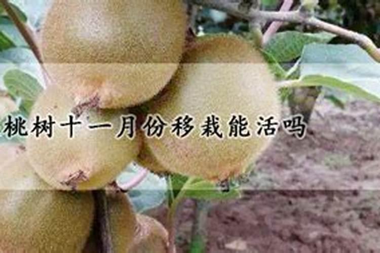 猕猴桃幼苗期怎样施肥