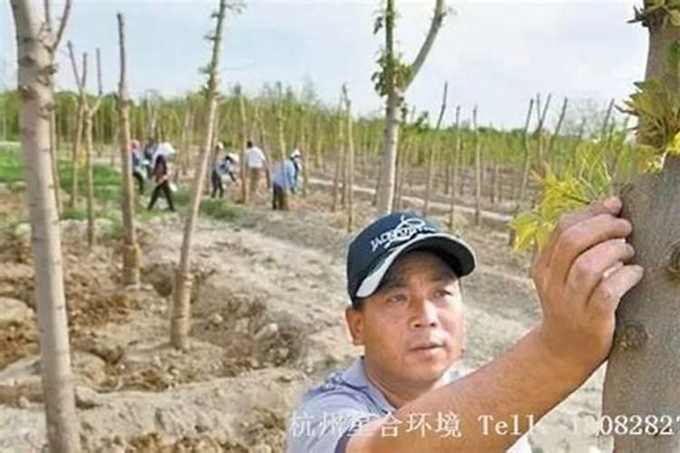 柿子树移栽时间和方法