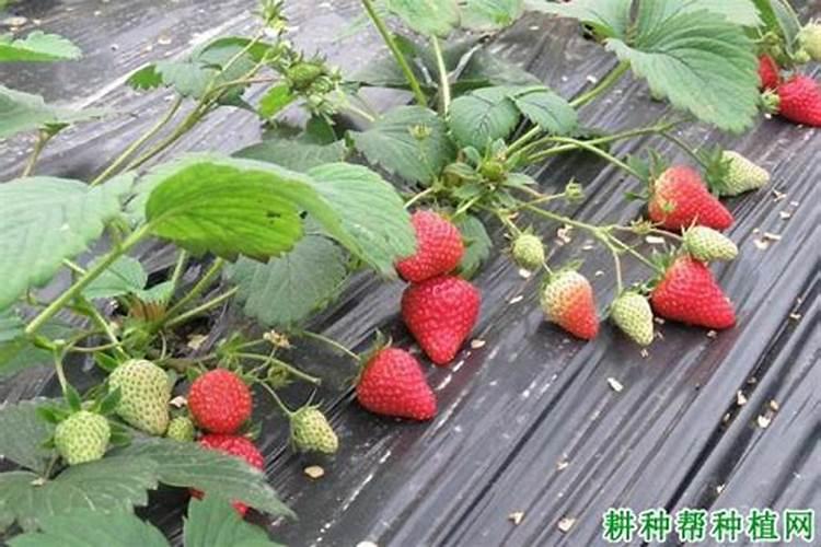 草莓喜肥吗 喜欢施什么肥料