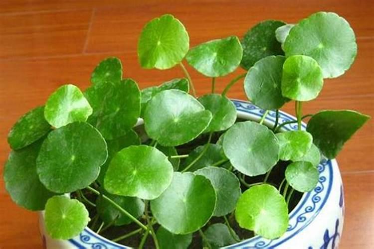 铜钱草施什么肥,怎么用啤酒浇铜钱草
