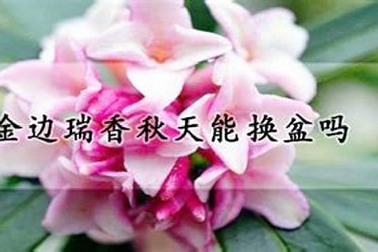 金边瑞香秋天怎么养护