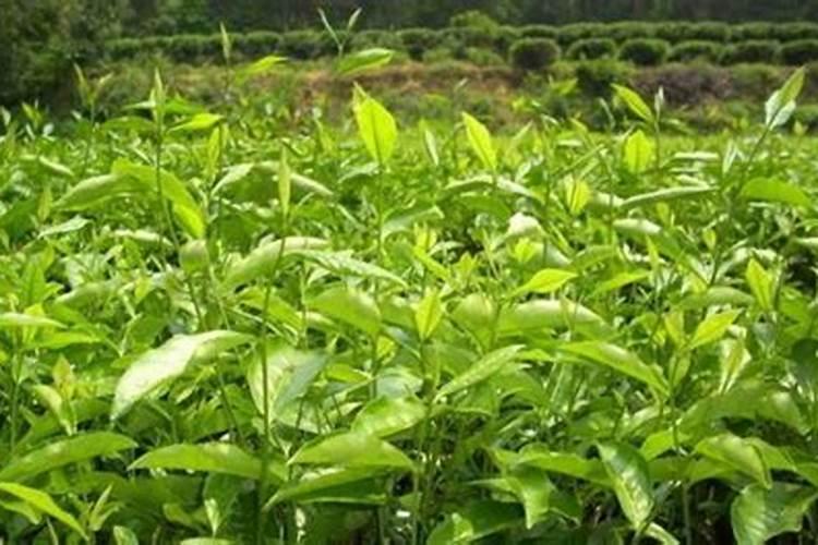 油茶树需要施什么肥料