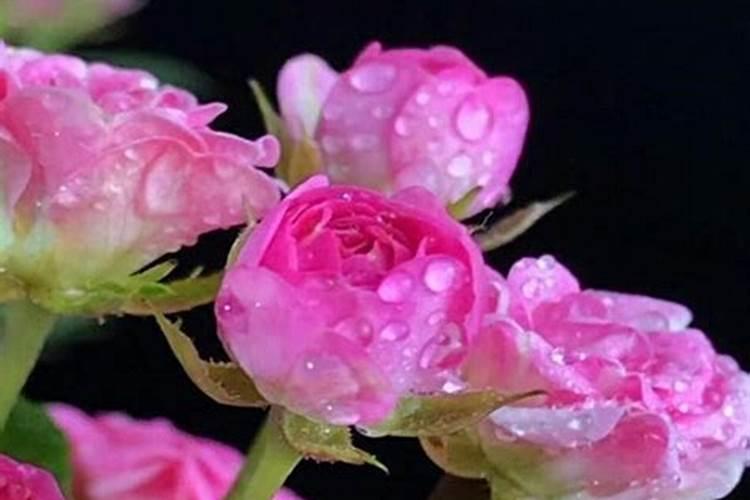 月季开花时能施肥吗