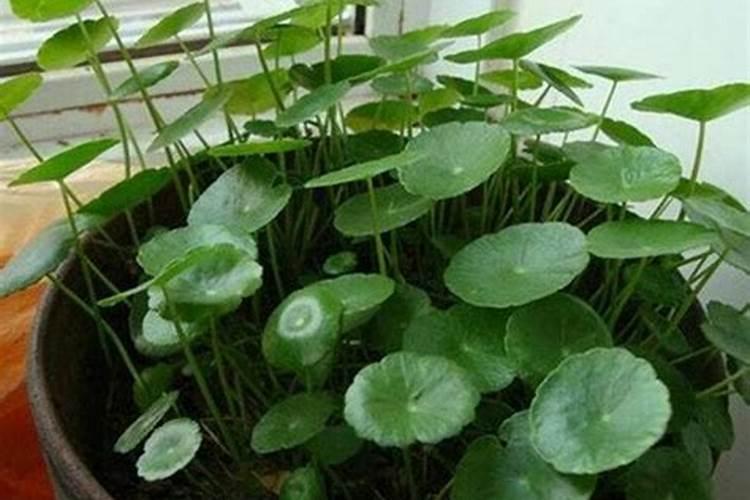水培铜钱草黄叶恢复方法分享