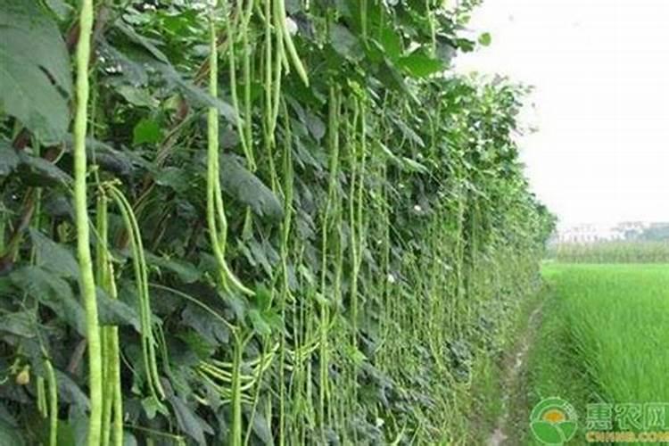 砂糖橘如何施肥 分享种植砂糖橘施肥技术经验