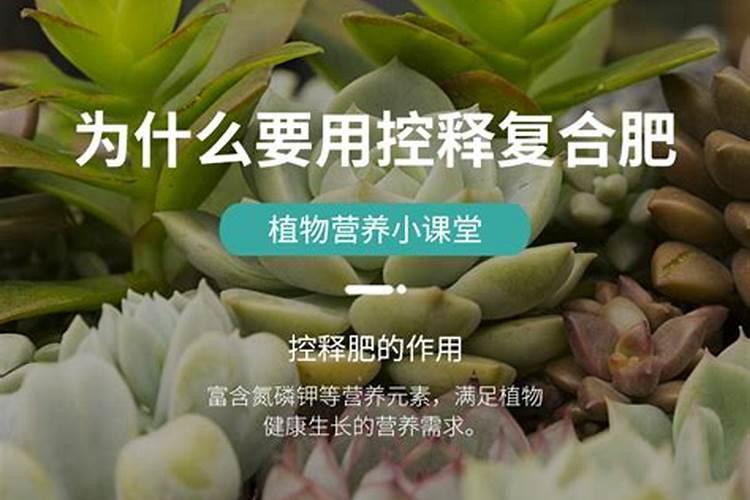 绿萝可以施复合肥吗
