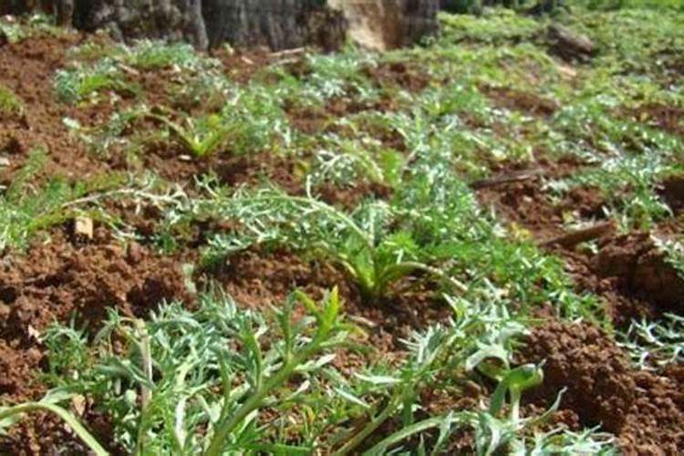 种植中药材,为什么要科学施肥