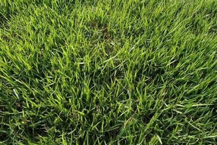 花椒树施肥啥化肥最好？