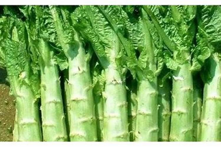 硼砂能当硼肥用吗硼砂在种植三青莴笋露地使用可以吗三青莴笋要是