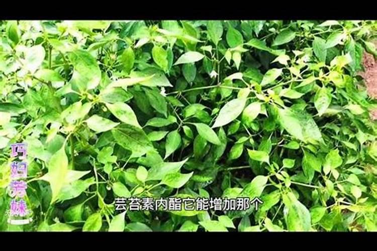 土壤湿度多少需要浇水
