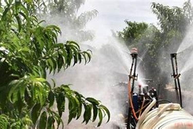 芸苔素内酯使用浓度过高和过低