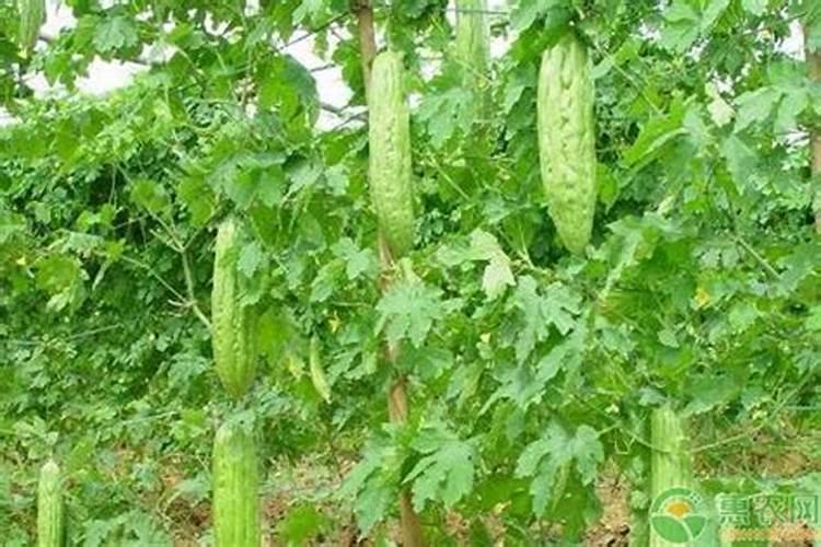 苦瓜用什么肥料最好,怎么施肥