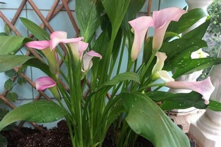 在农村种植白花菜,要注意什么？有哪些技术要点？