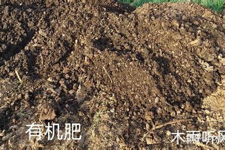 谨记香水石斛养护5个要点,花开一茬又一茬!