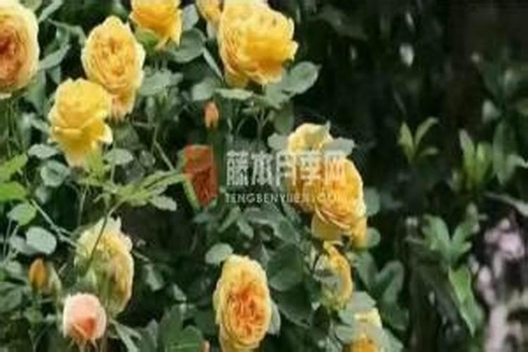 蔬菜微肥木醋液生产公司