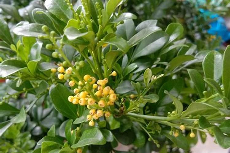 米兰浇什么肥料合适