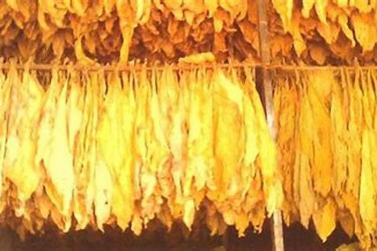 花椰菜种植最佳时间和方法及注意事项 什么季节播种好