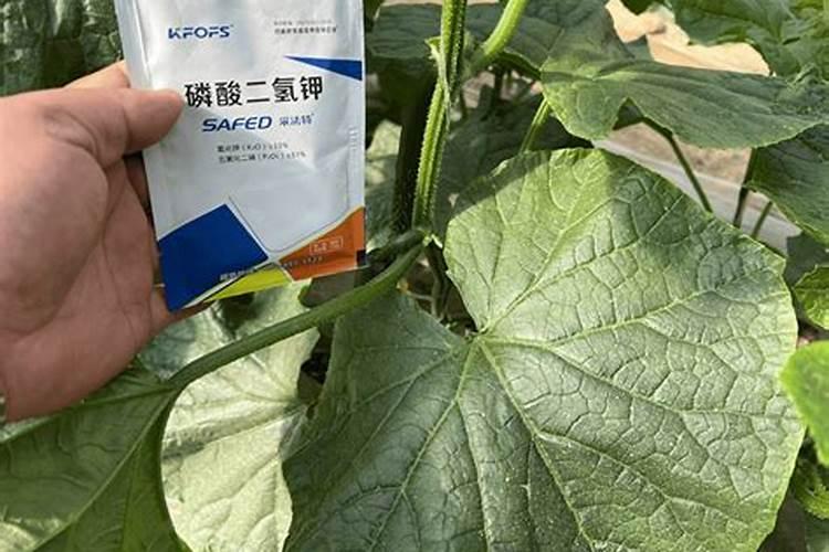 磷酸二氢钾喷在豇豆上几天见效？