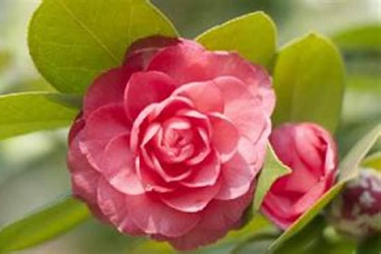茶花移栽后多久施肥