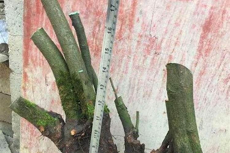榆树下山桩出芽后能否喷些叶面肥
