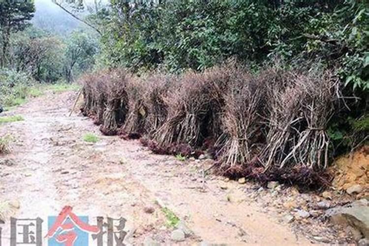 三角梅下山桩(裸根)发芽后多久可以施肥