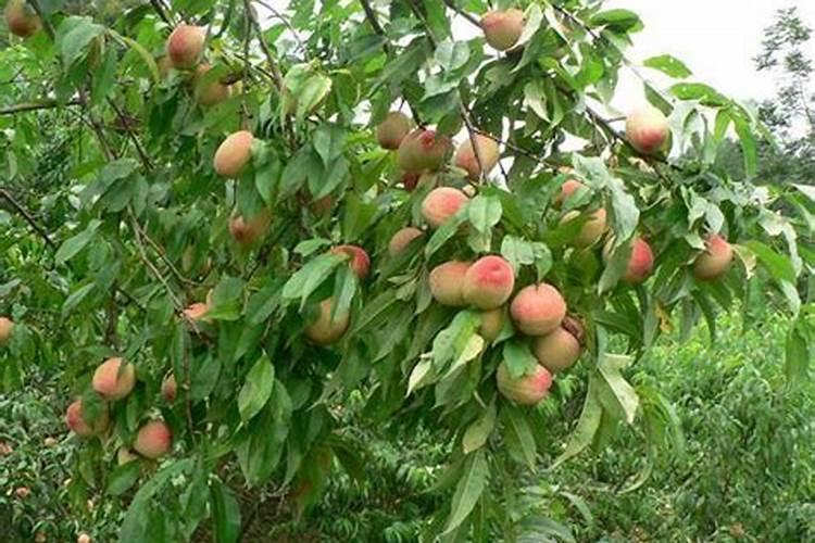 苹果树追肥用什么肥料好