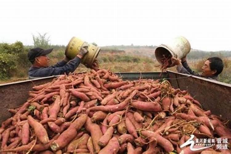 生物菌肥,氮肥是什么肥料？