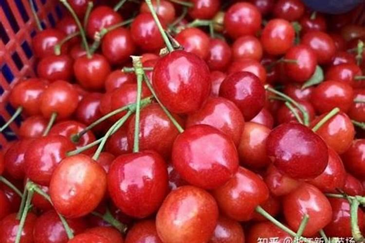为什么豆类植物不需要施氮肥