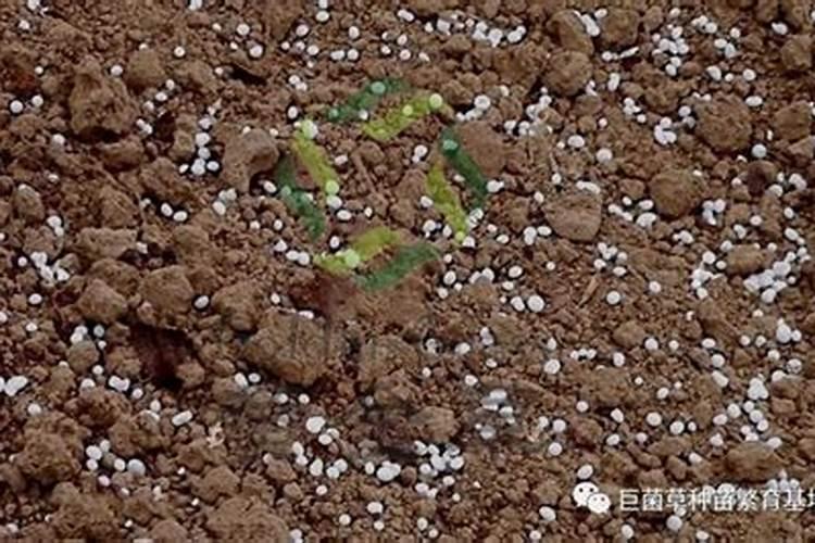 芸苔素使用有什么禁忌