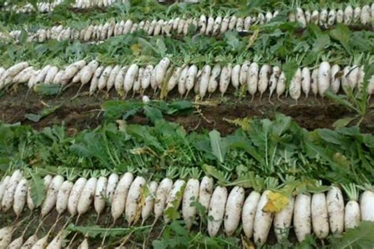 种萝卜用什么肥料做底肥