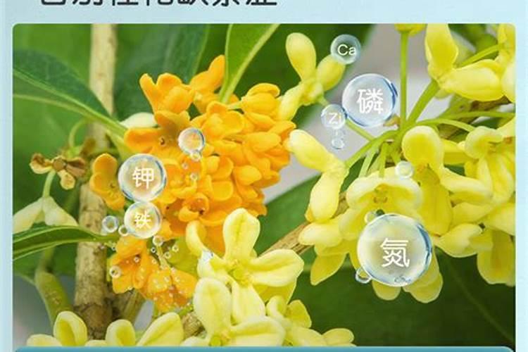 桂花能多久浇一次尿素 桂花需要隔多久浇一次尿素？