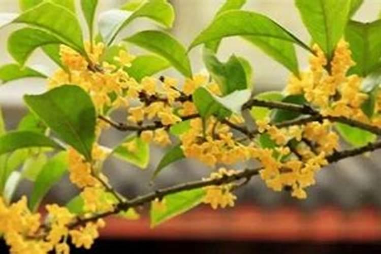 给桂花施肥用什么肥料？