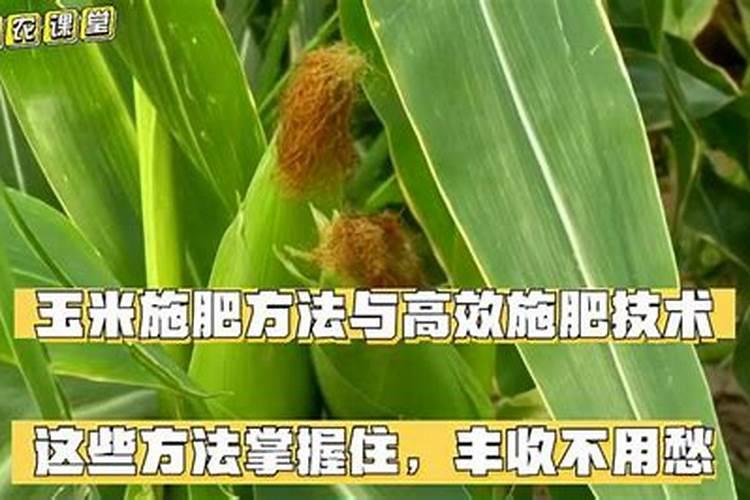 玉米苗期施肥的正确方法
