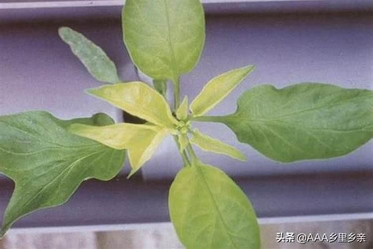 辣椒缺氮如何防治？