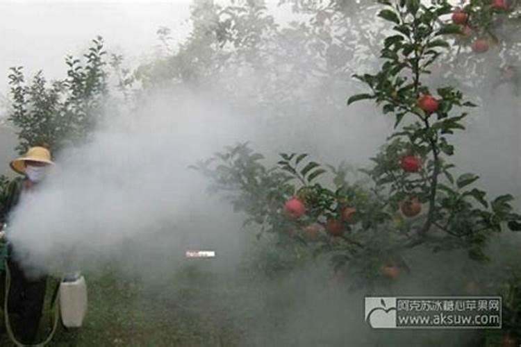 萝卜一般什么施肥
