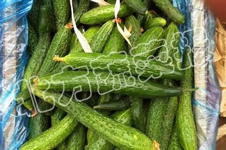 草莓苗种植多久能施肥 草莓苗要怎么施肥